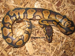 A ball python
