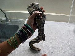 A ball python
