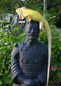 Albino Iguana
